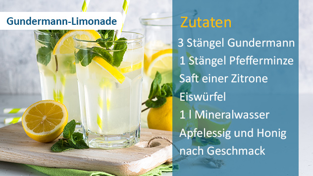 Frische Gundermann-Limonade mit Zitrone und Minze