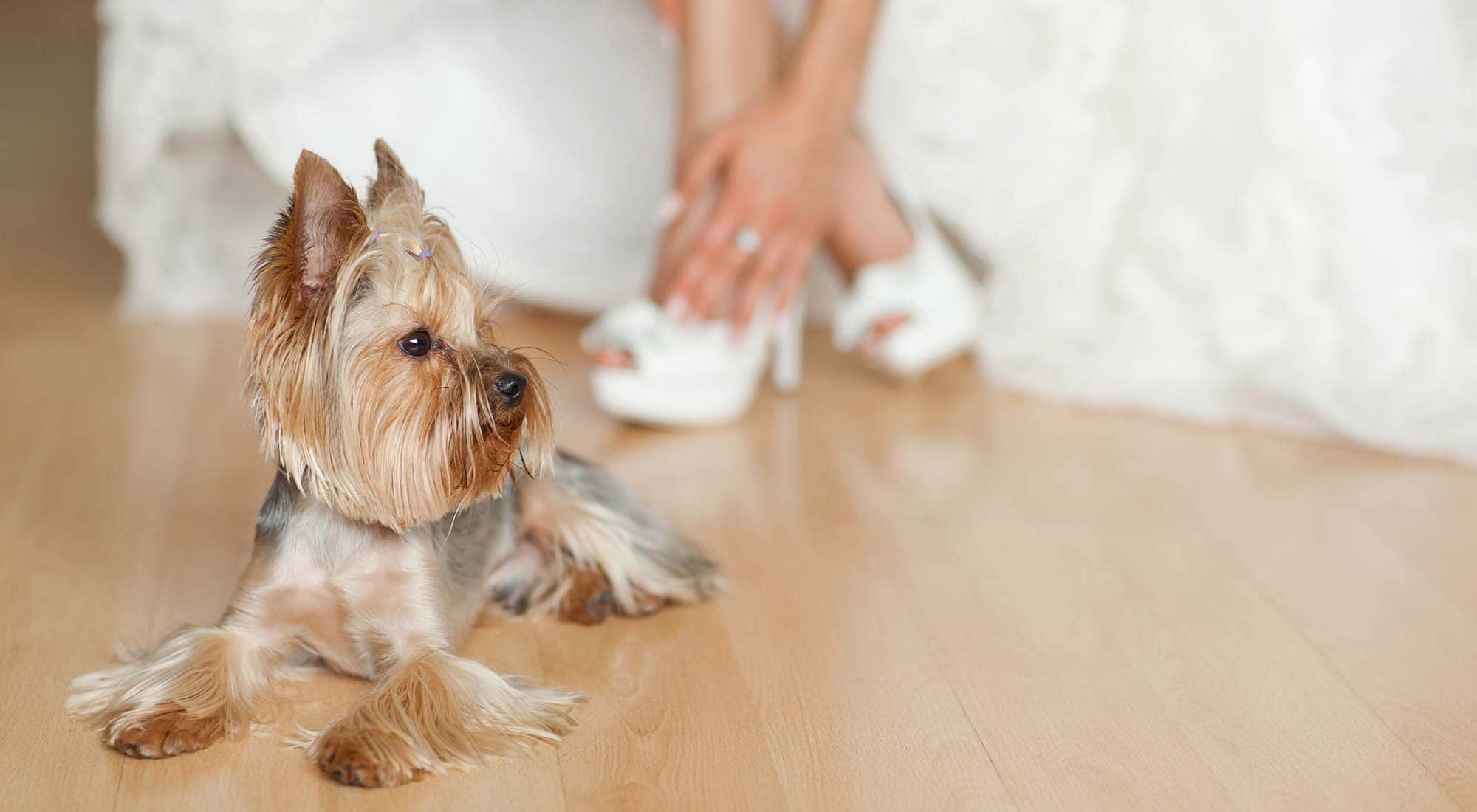 A cute puppy sitting on the floor