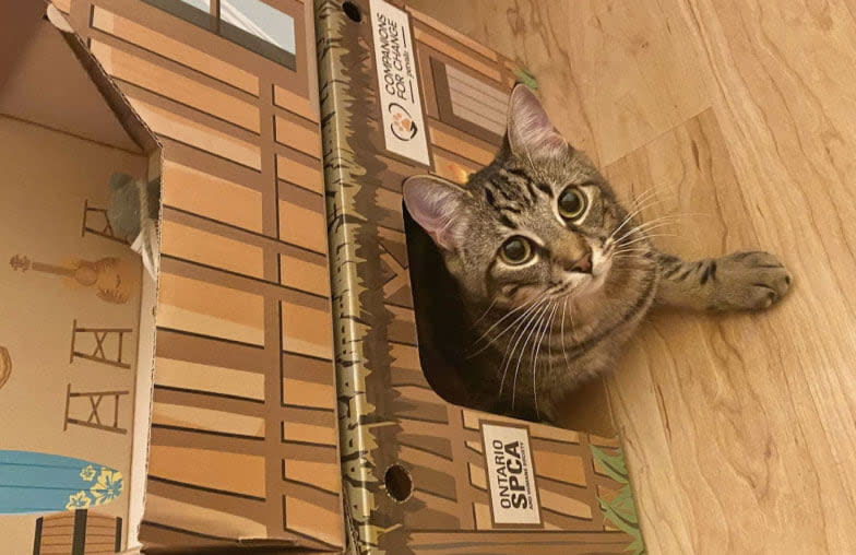 Small cat pokes its head out of a cardboard cat cabin, designed to serve as a refuge for the cat