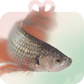 Shop by Pet - Fish