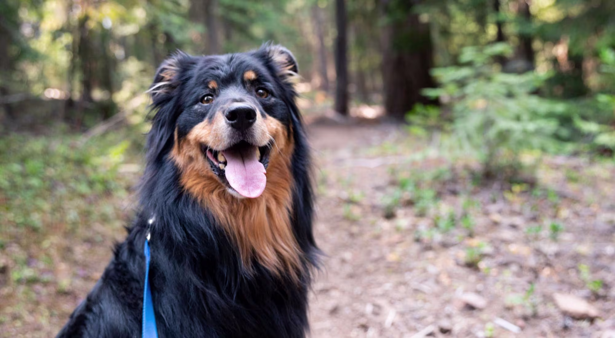 Happy dog on a pathway in the woods