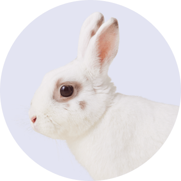 Small Pet - No Background - Halloween