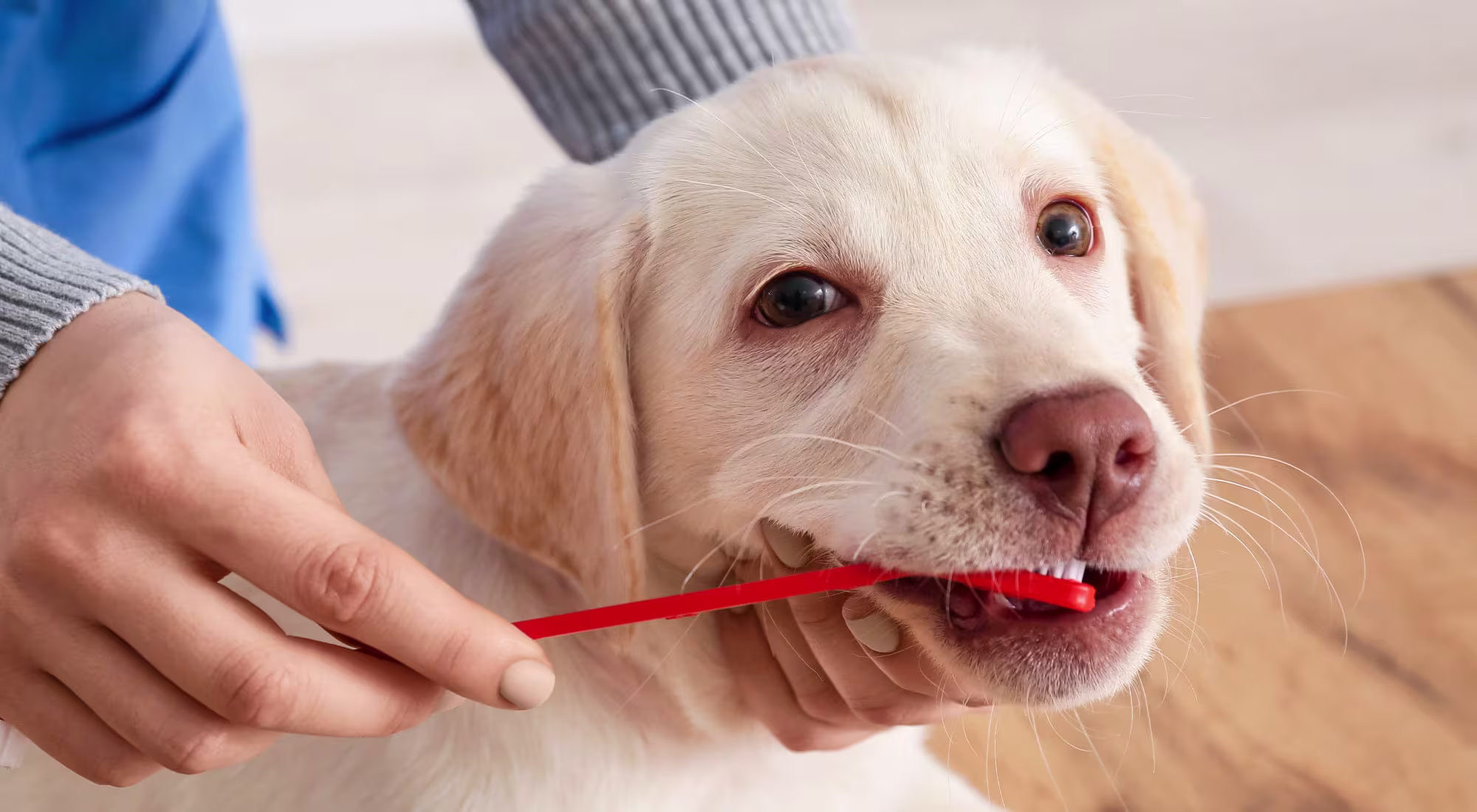 puppy getting teeth brushed
