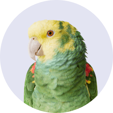 Bird - No Background - Halloween