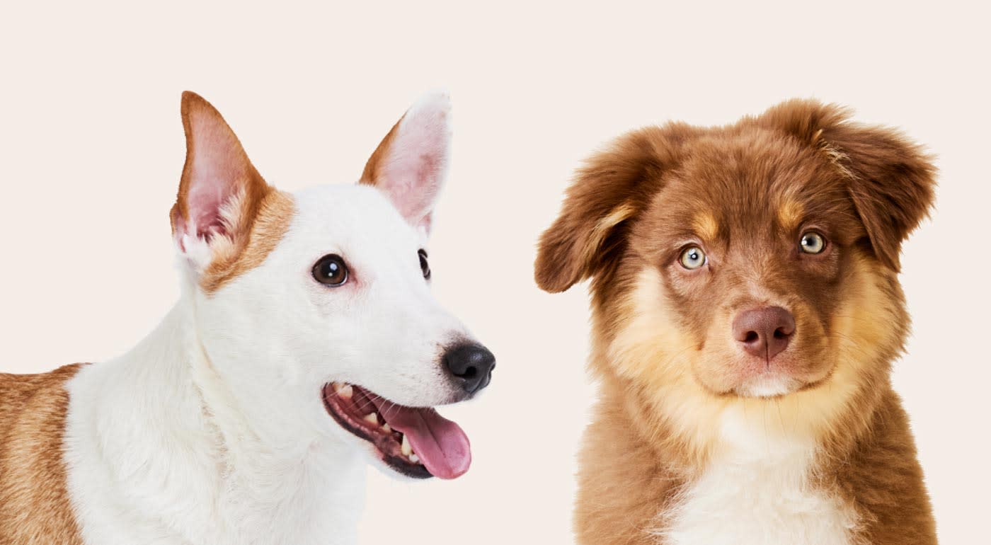 image of two different breeds of dogs