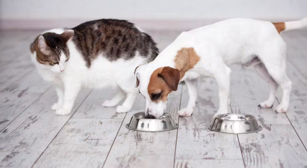 Cat watching dog eat