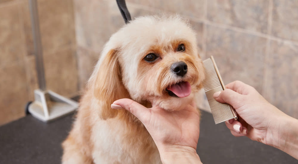 Develop a healthy grooming and bathing routine - Dog getting groomed