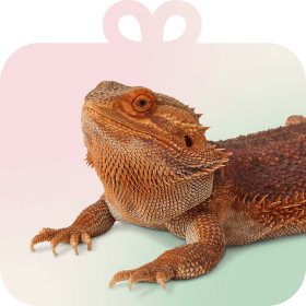 Shop by Pet - Reptile