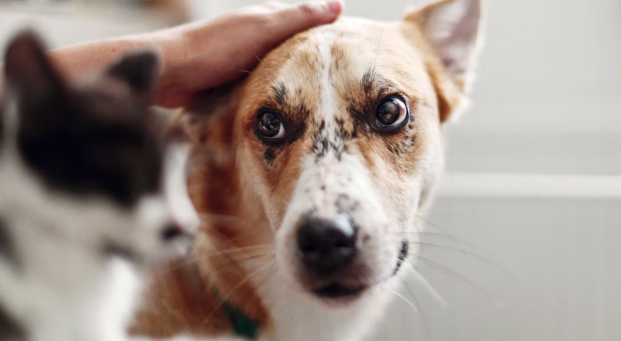 Dog getting a pat on the head while looking at a cat