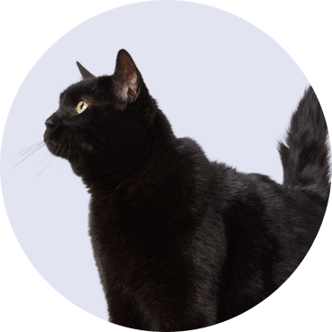 Cat - No Background - Halloween