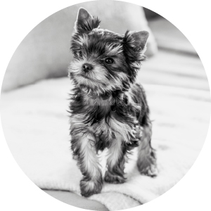 Shop Puppy