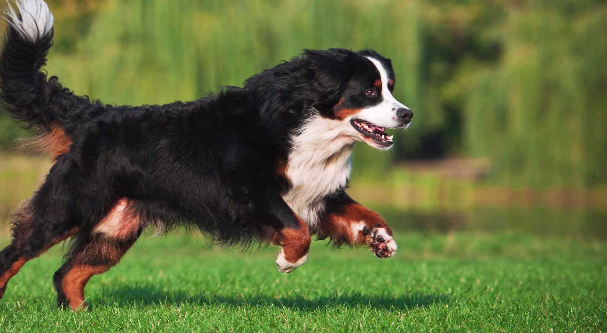 large dog running on grass