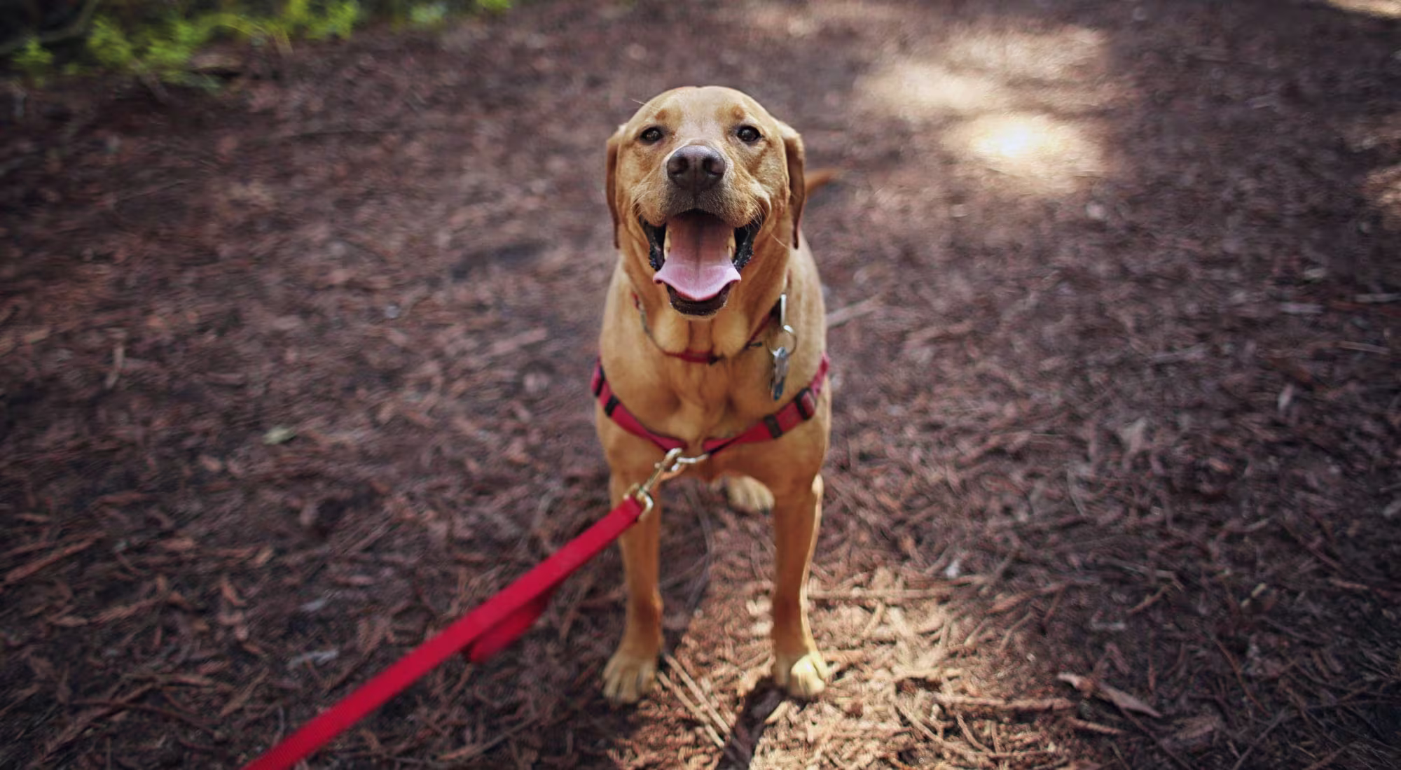 happy dog on an outdoor path