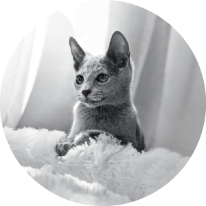 Shop Kitten