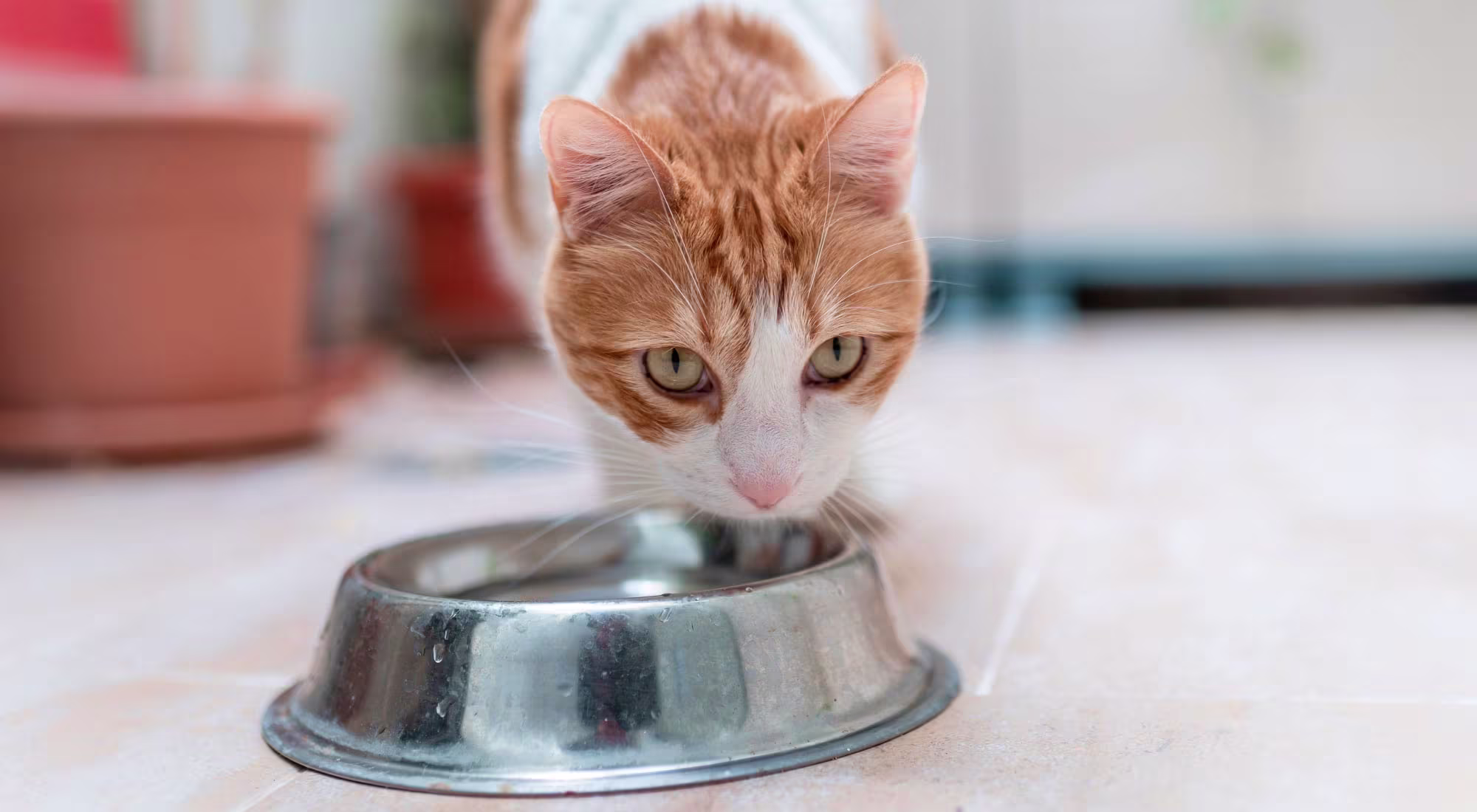 Cat drinking water from dish