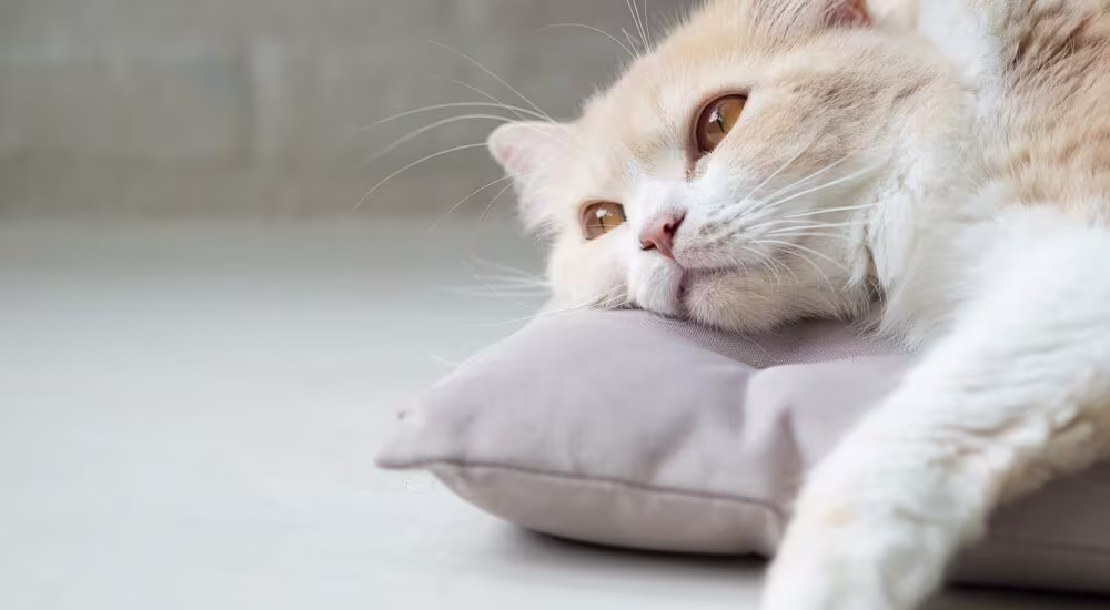 Cat daydreaming on pillow