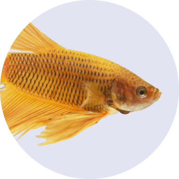 Fish - No Background - halloween