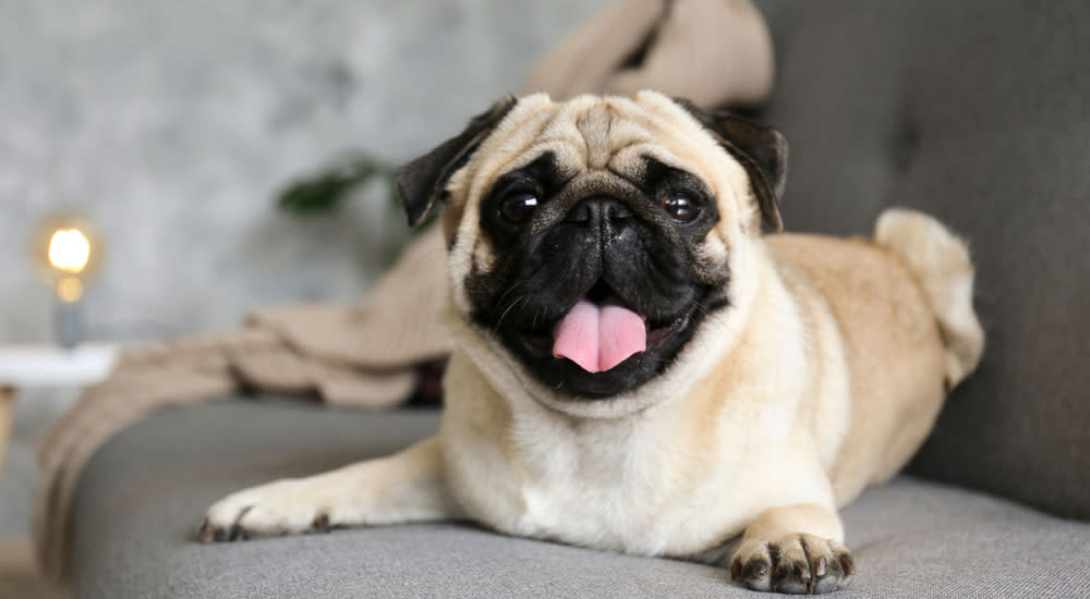 Dental concerns - Dog sitting on couch