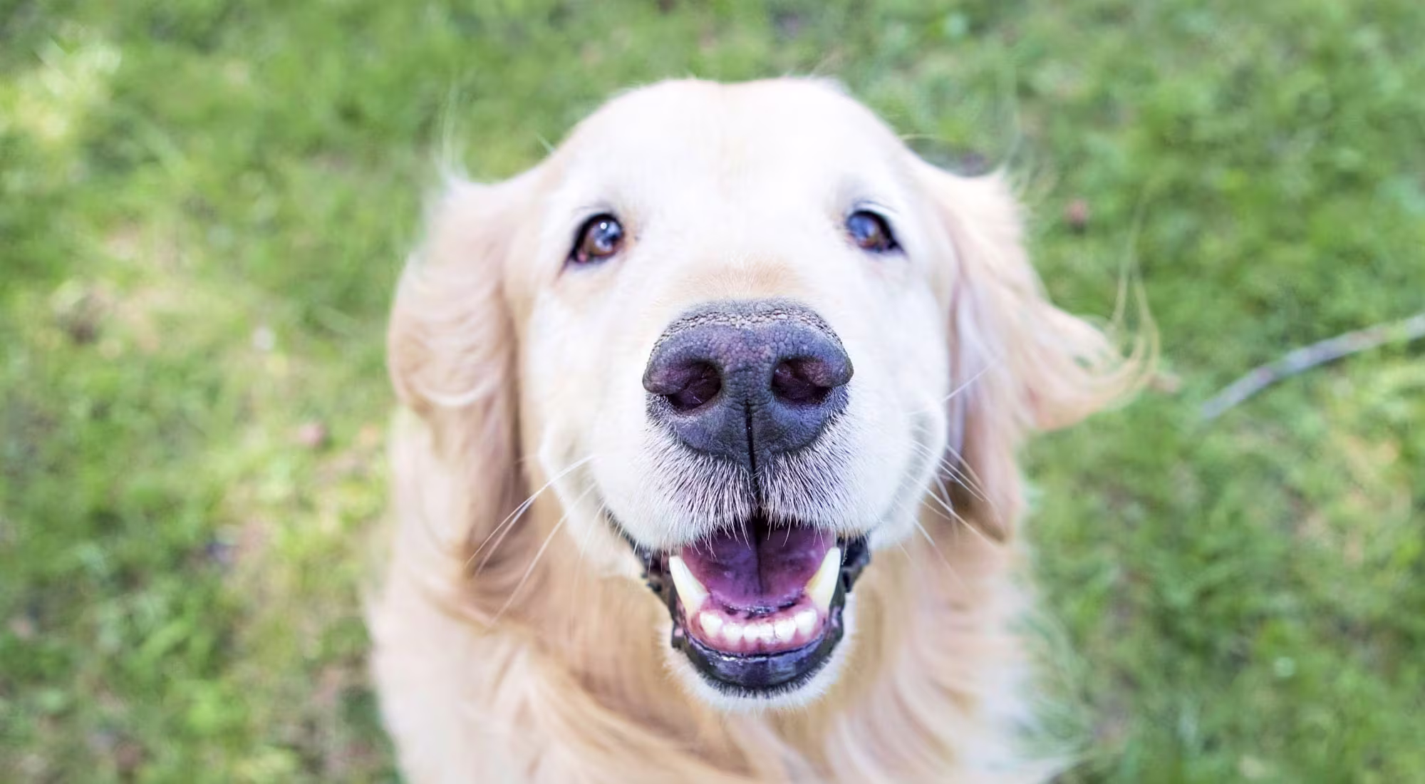 Smiling Golden Retriever dog