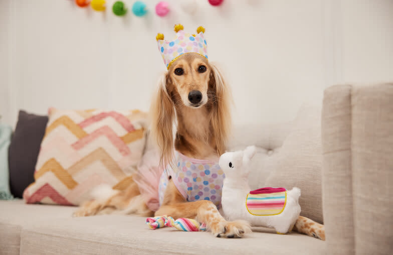 A dog sitting on the couch