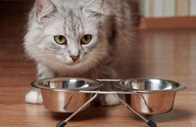 Fluffy cat about to eat from metal food bowls