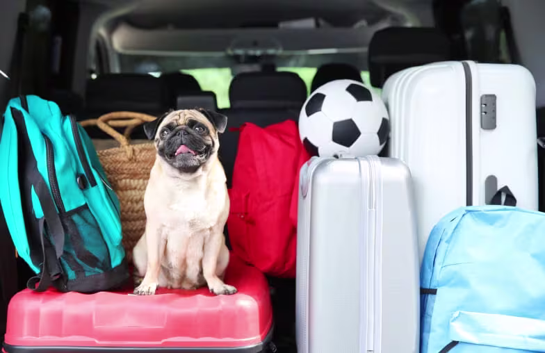 Pug dog sitting in packed trunk of car with suitcases and a soccer ball