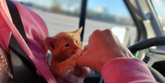 National Adoption Weekends - Person feeding kitten