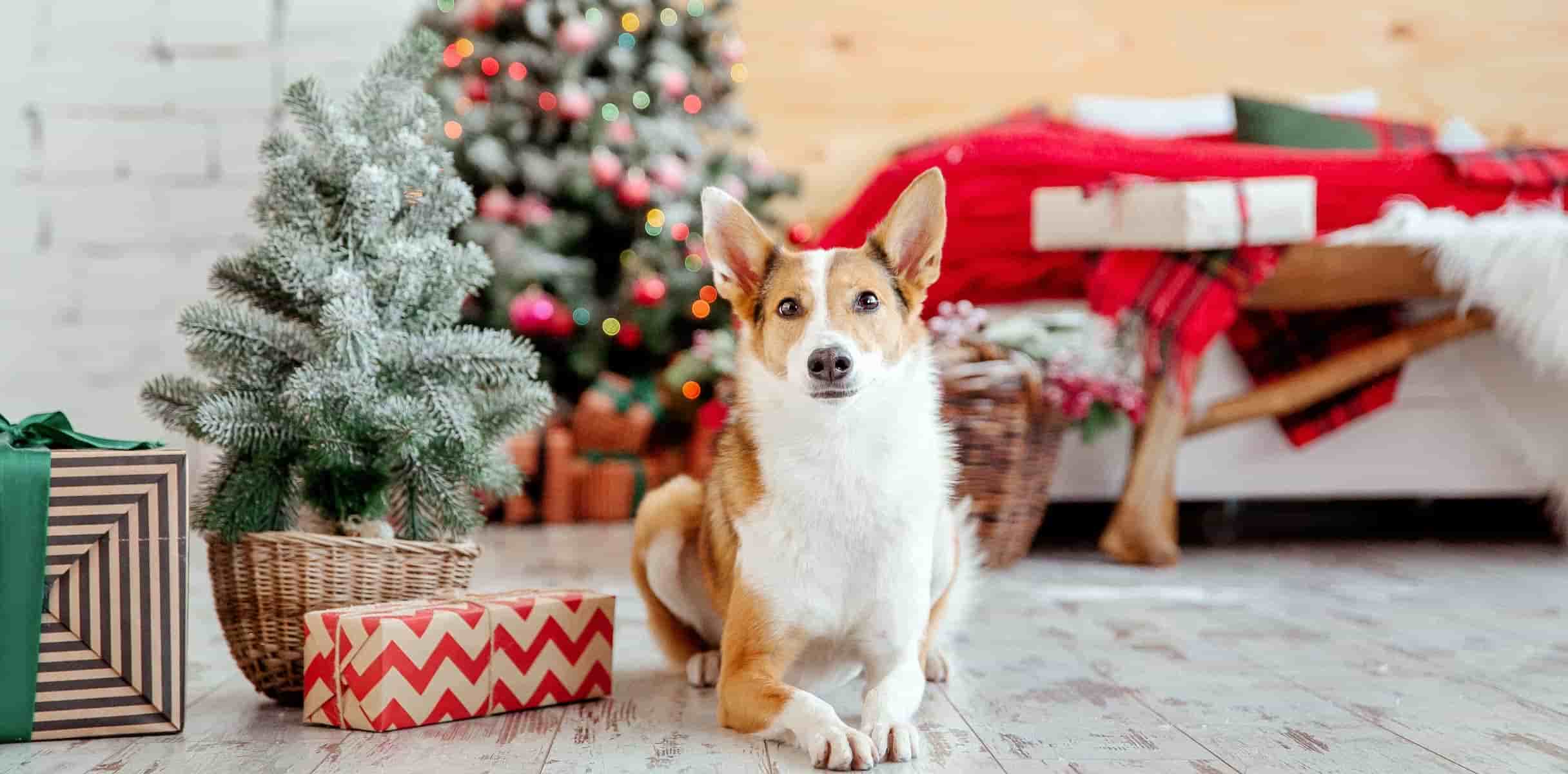 a brown and white dog sitting beside a little christmas tree and a gift