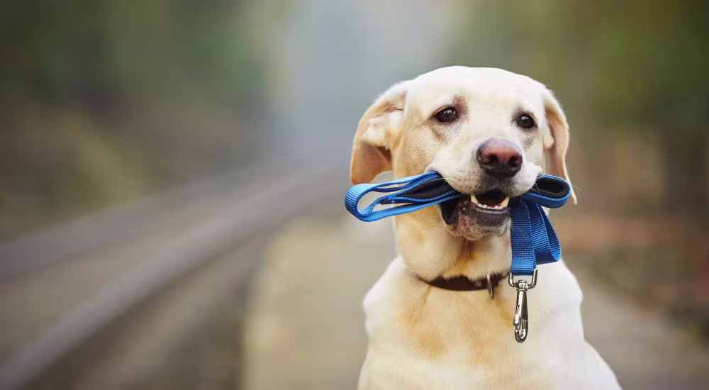 Dog lost outside holding leash in its mouth