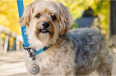 Man using a smartphone tracking app with his dog outside
