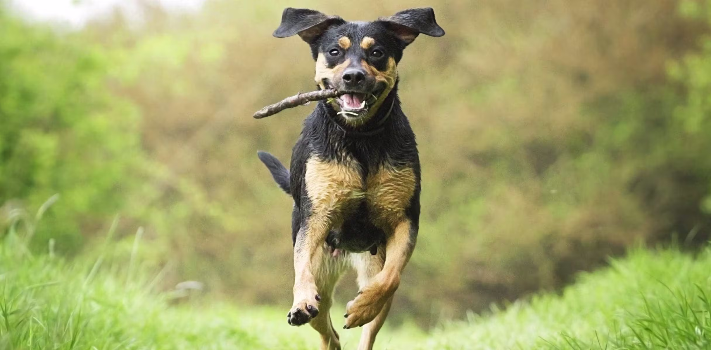 Dog running with a stick