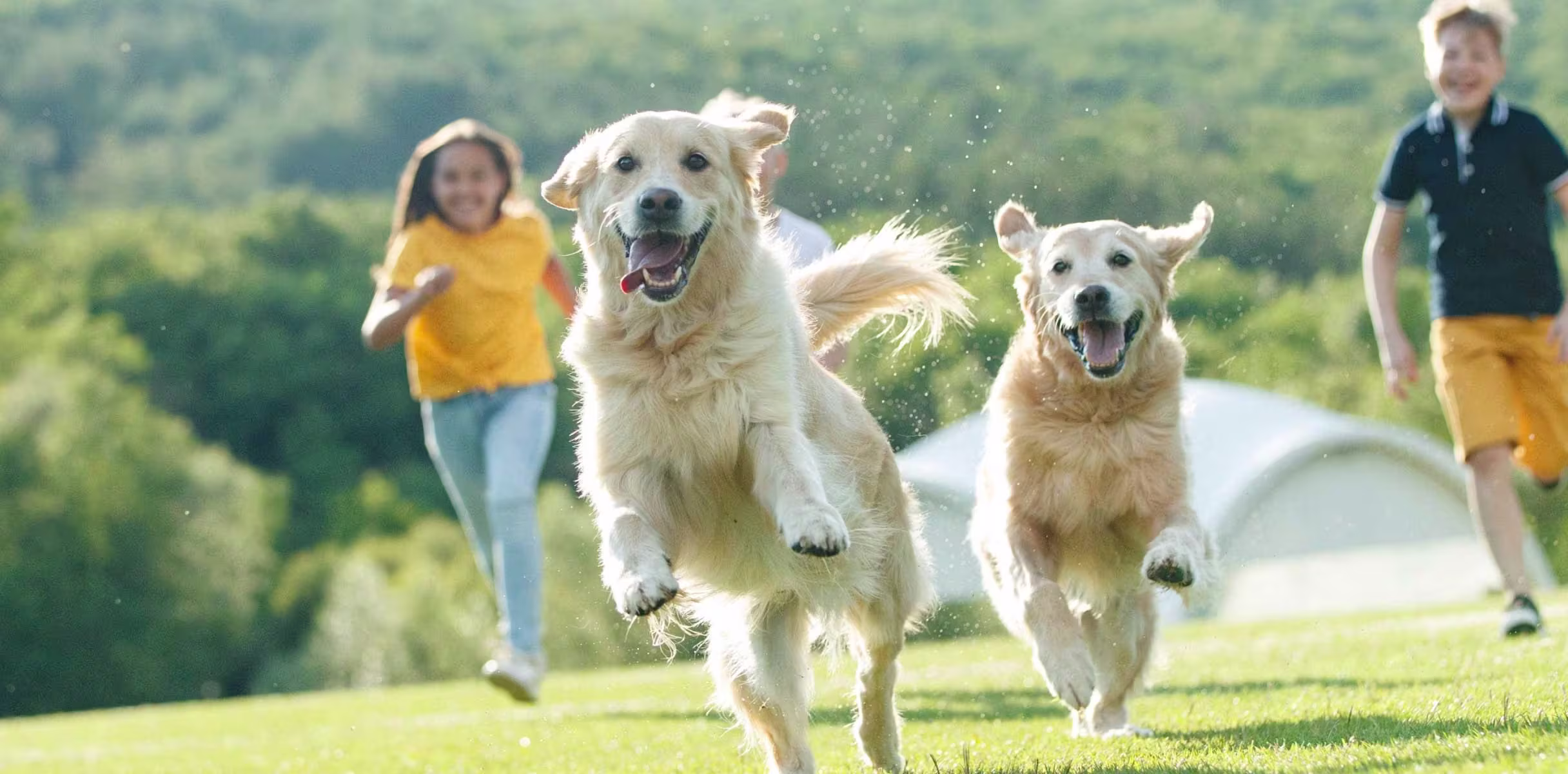 Two Golden Retriever dogs running in a field with kids