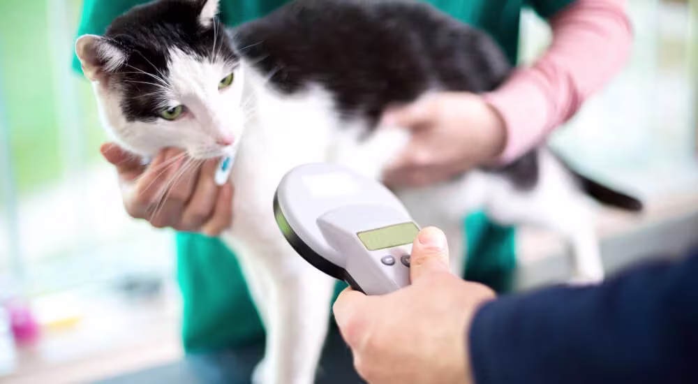 Cat getting microchip scanned
