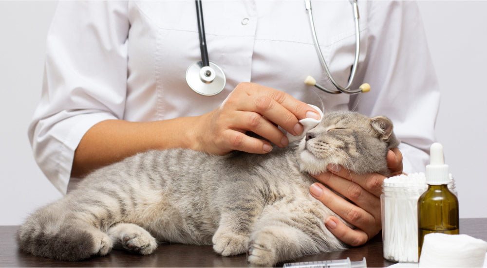 Cat looks comfortable while receiving care from a vet, while lying on a table