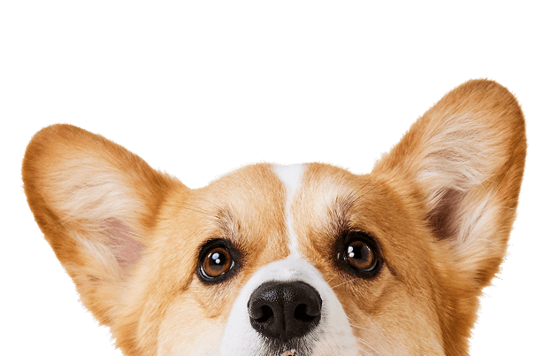 selection of fun and durable dog toys designed to promote health and happiness. Includes chew toys, balls, and interactive play items for endless playtime.