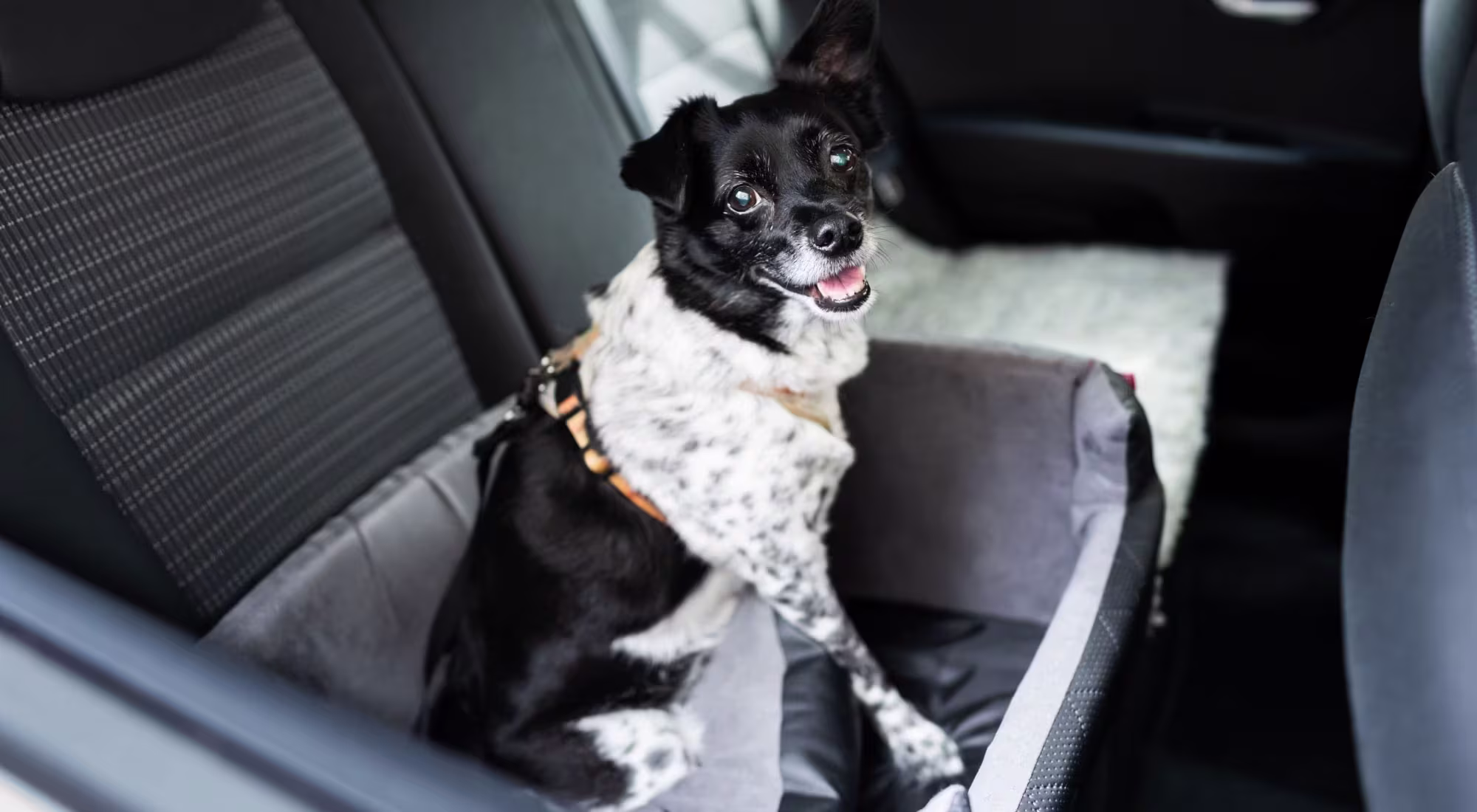 Dog sitting in the backseat of a car wearing a seatbelt harness