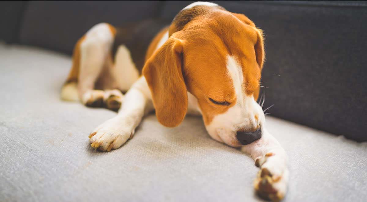 Diets for allergies and other health concerns - A dog licking his paw