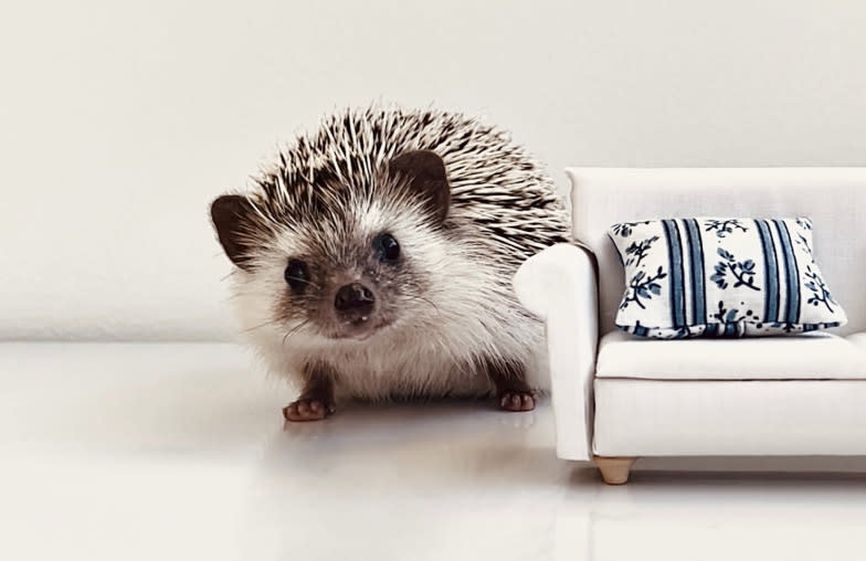 A hedgehog poses beside a dollhouse couch that is similar in size to him