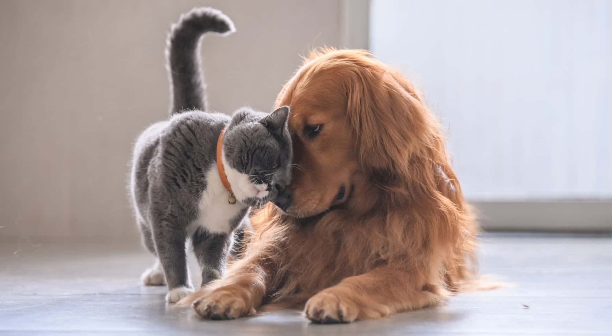 Cat cuddling against a dog