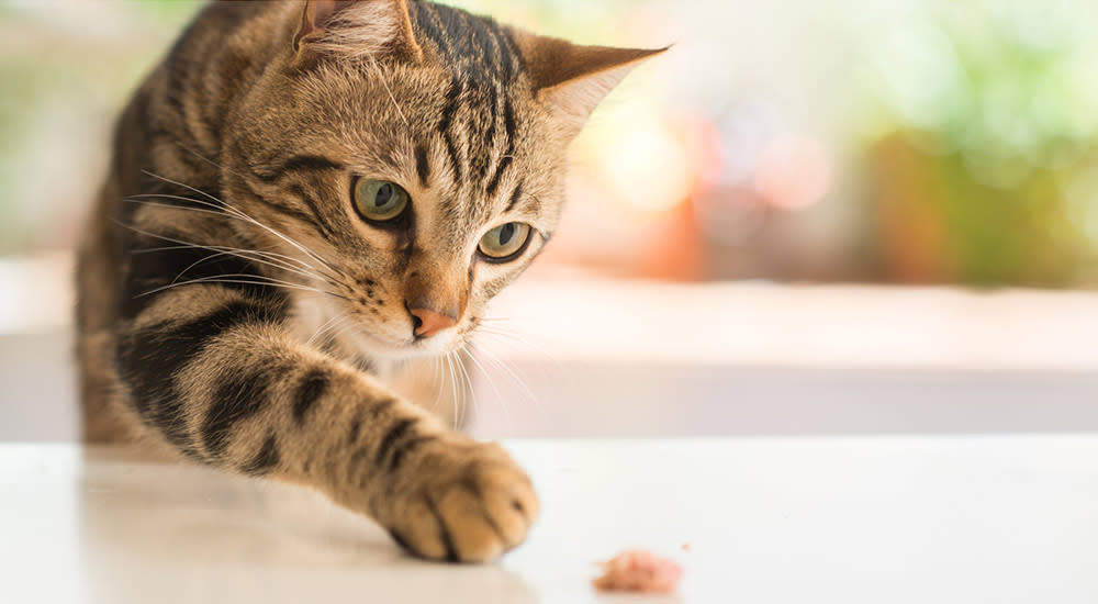 Strategies to successfully switch foods - A cat reaching a treat on the table