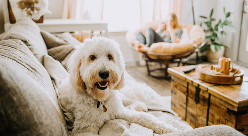 Poodle dog laying on couch