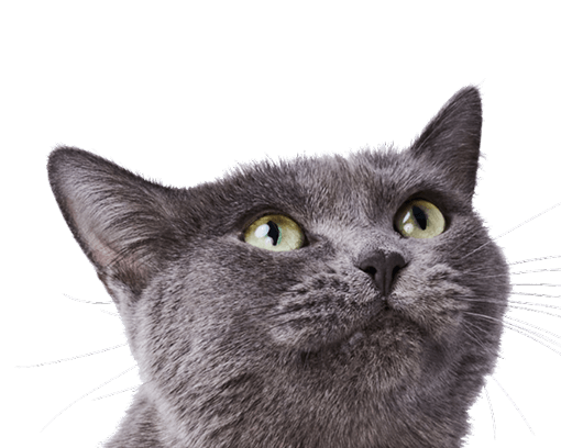 Engaging and colorful cat toys designed to boost health and happiness. Includes feather wands, balls, and interactive play items for endless fun