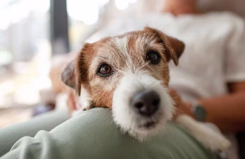 Dog resting head on owner’s knee