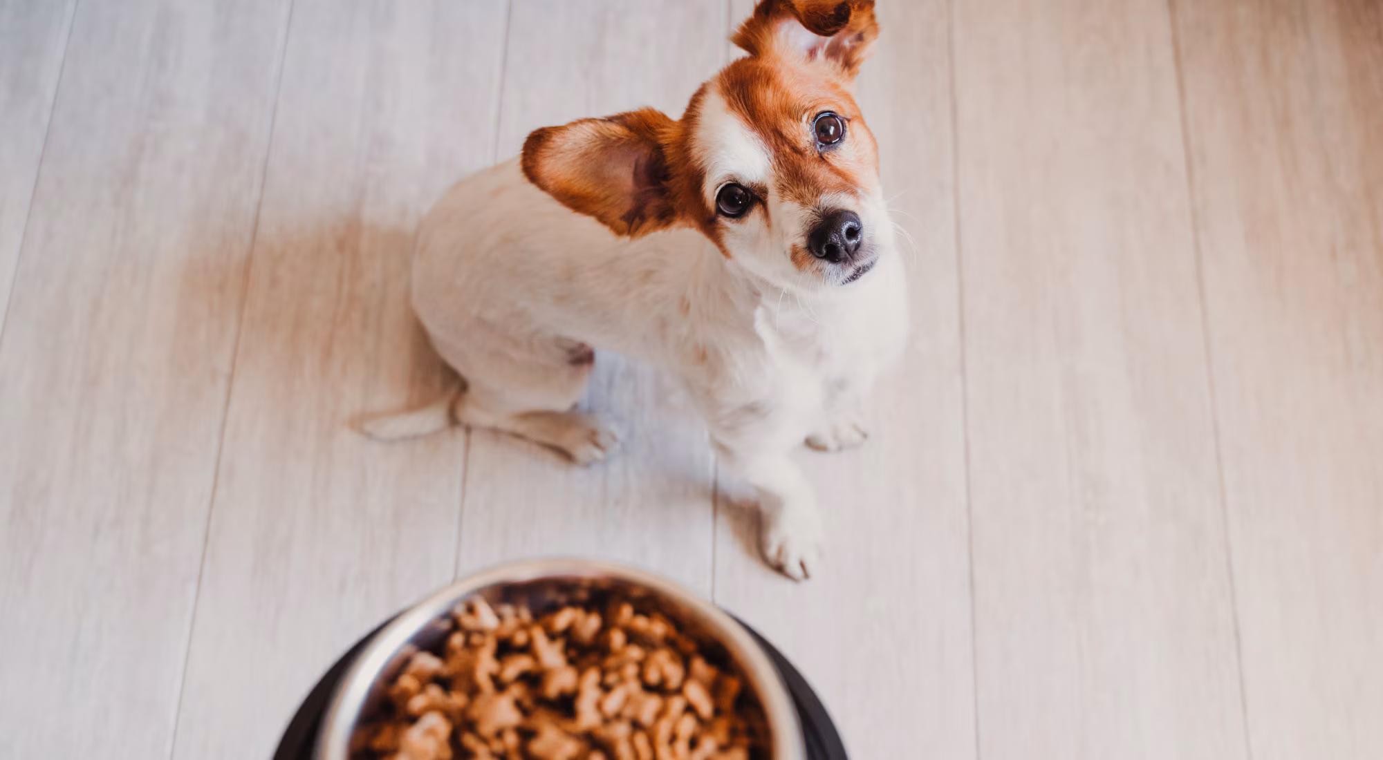 Small dog waiting to eat food