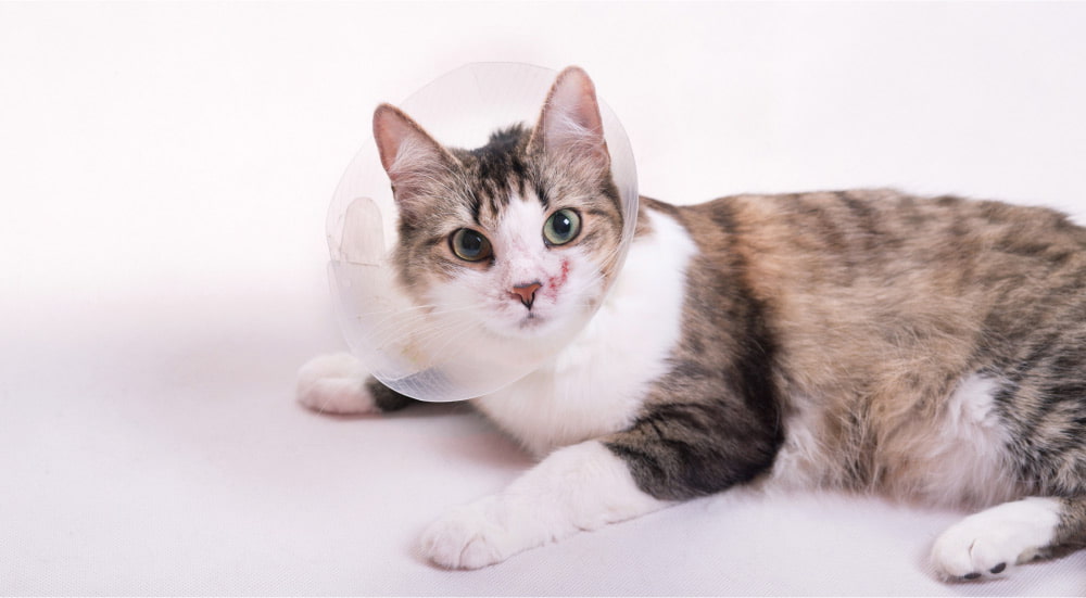 Cat wearing a funnel collar and sitting on bed