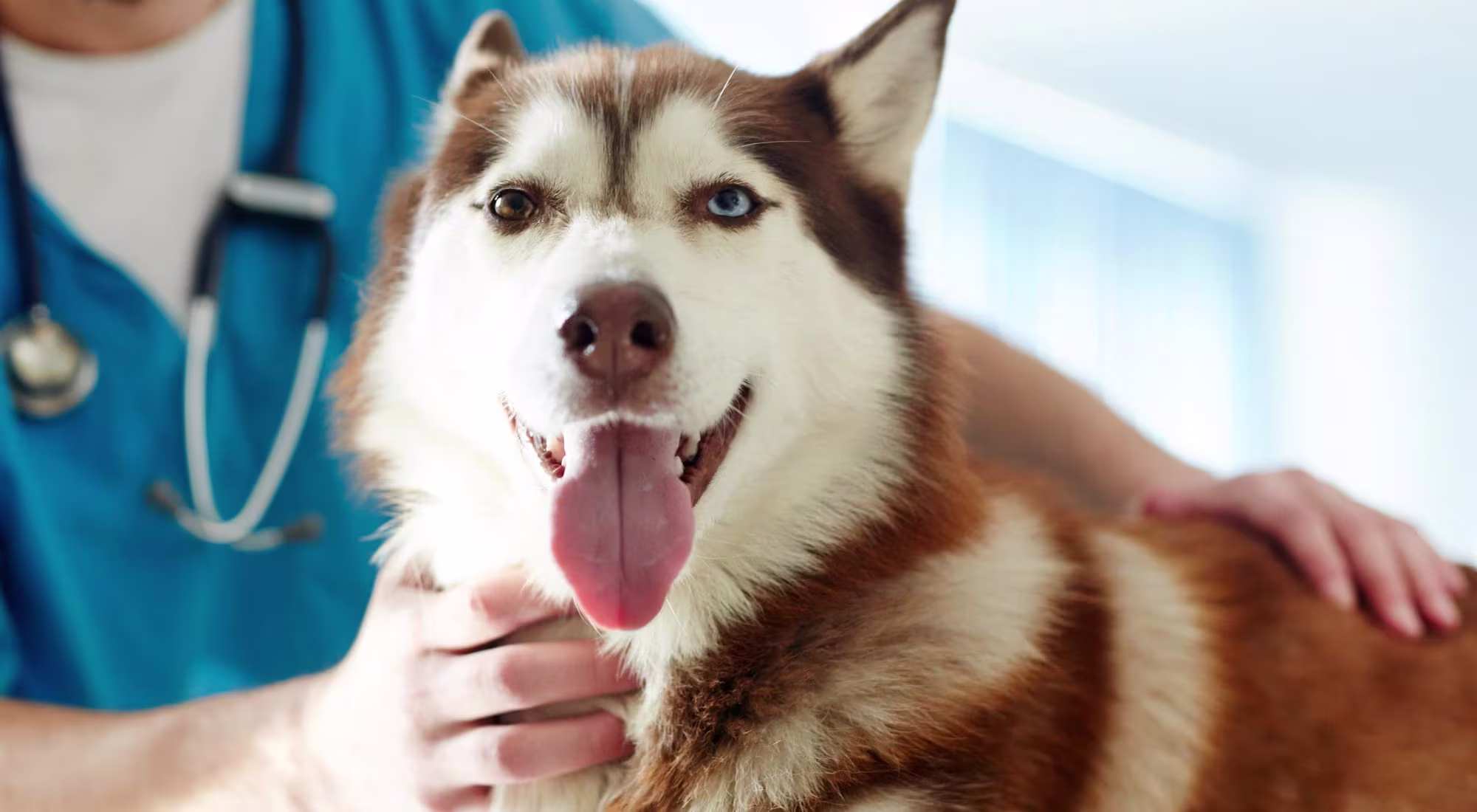Husky dog at a visit with the vet