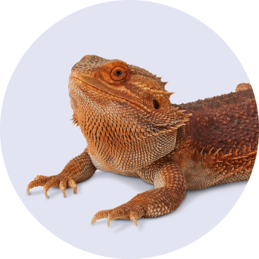 Reptile - No Background - Halloween