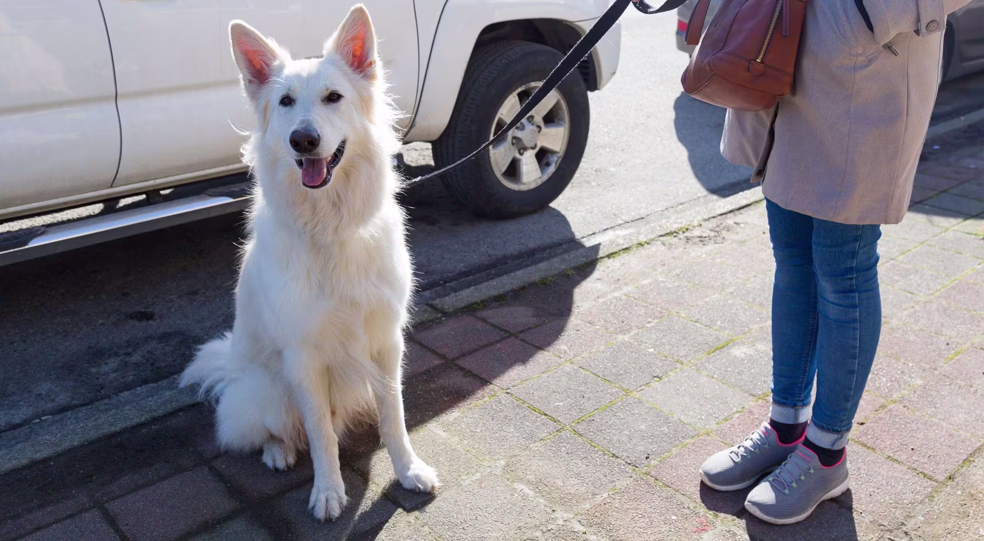 White dog sitting on sidewalk with owner next to a car