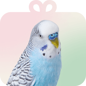 Shop by Pet - Bird