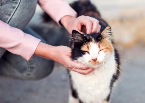Adoption